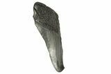 Partial Fossil Megalodon Tooth - South Carolina #332329-1